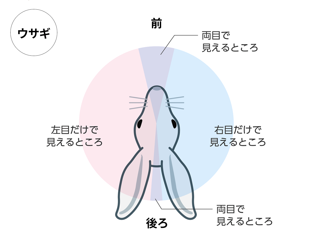 図：ウマの目のつき方と見えるところ