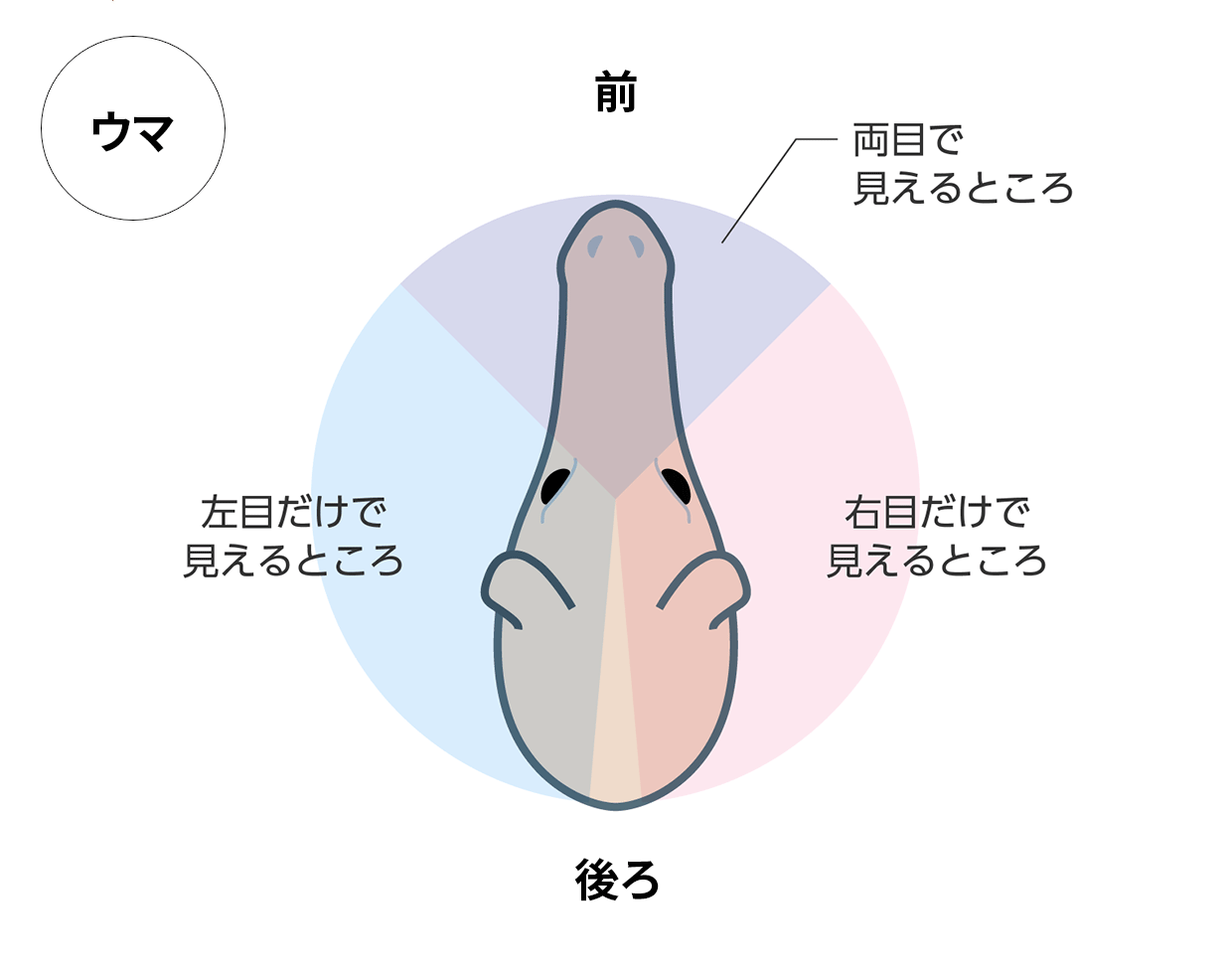 図：ウサギの目のつき方と見えるところ