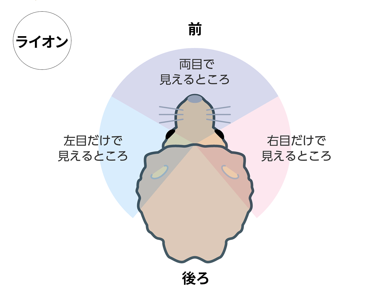 図：ライオンの目のつき方と見えるところ