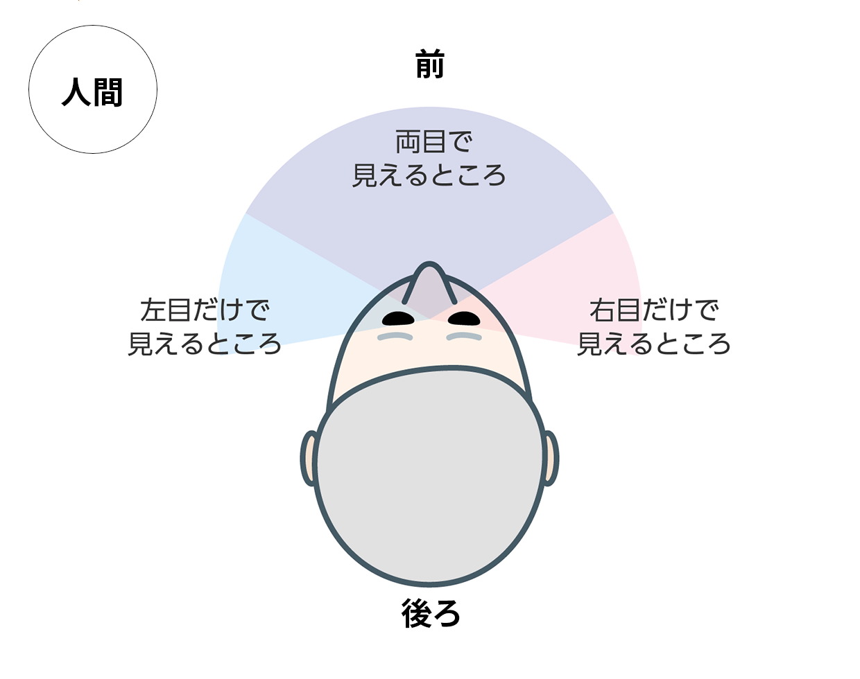 図：人間の目のつき方と見えるところ